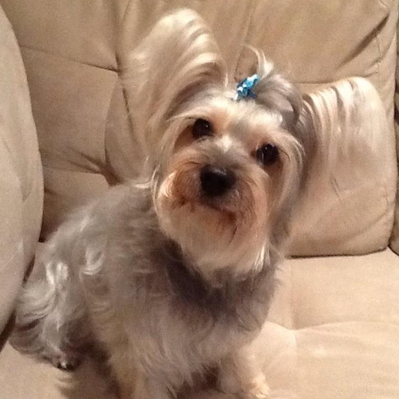 Meet your Posher, Jinny and her furbabies. - Picture 2 of 2